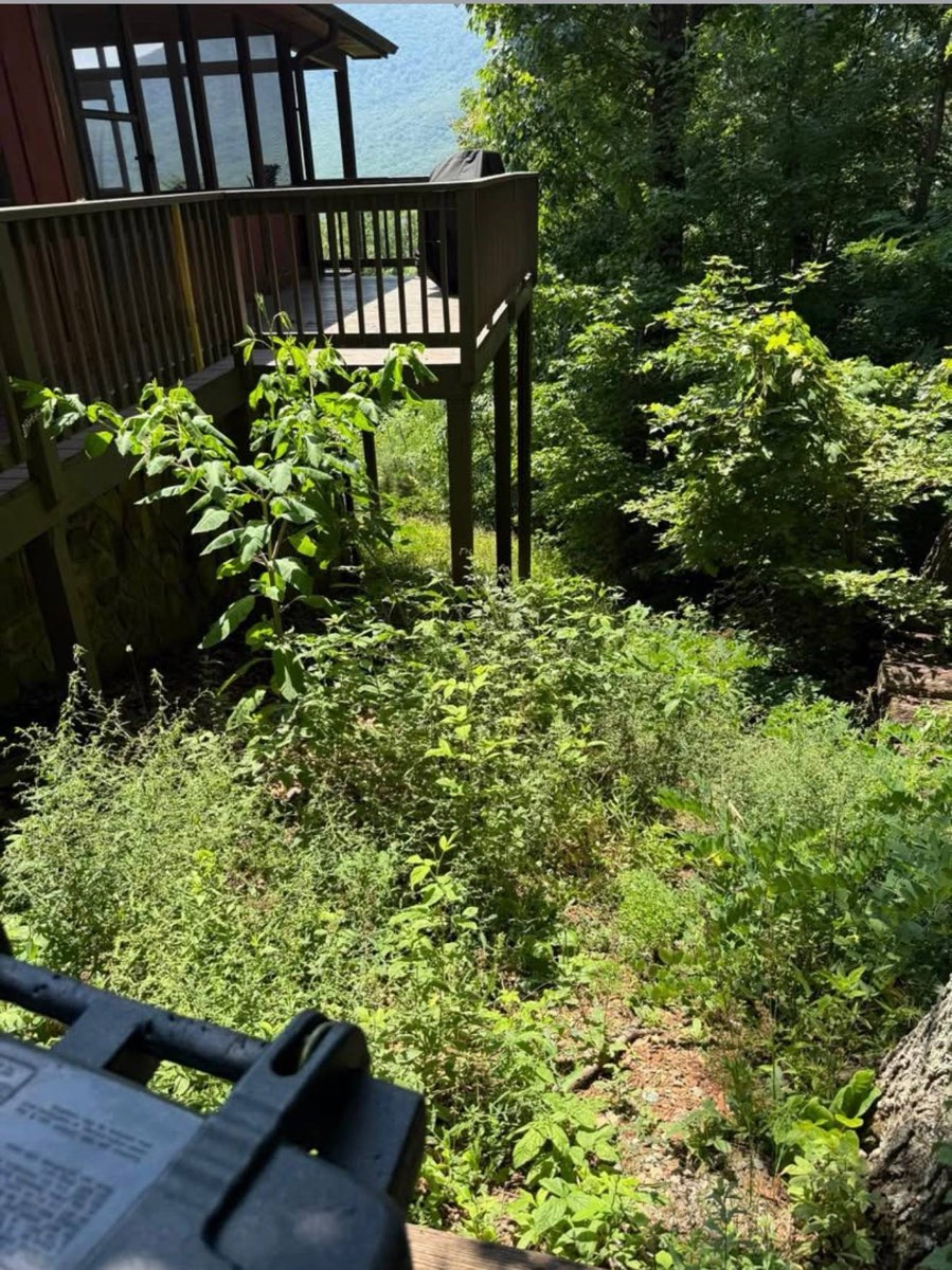 Before: waist-high weeds and saplings under the deck