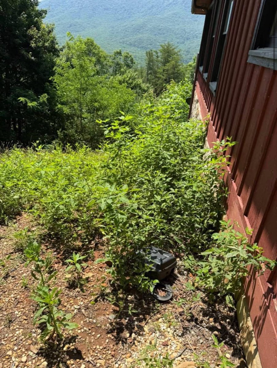 Before: dense weeds along the side of the house