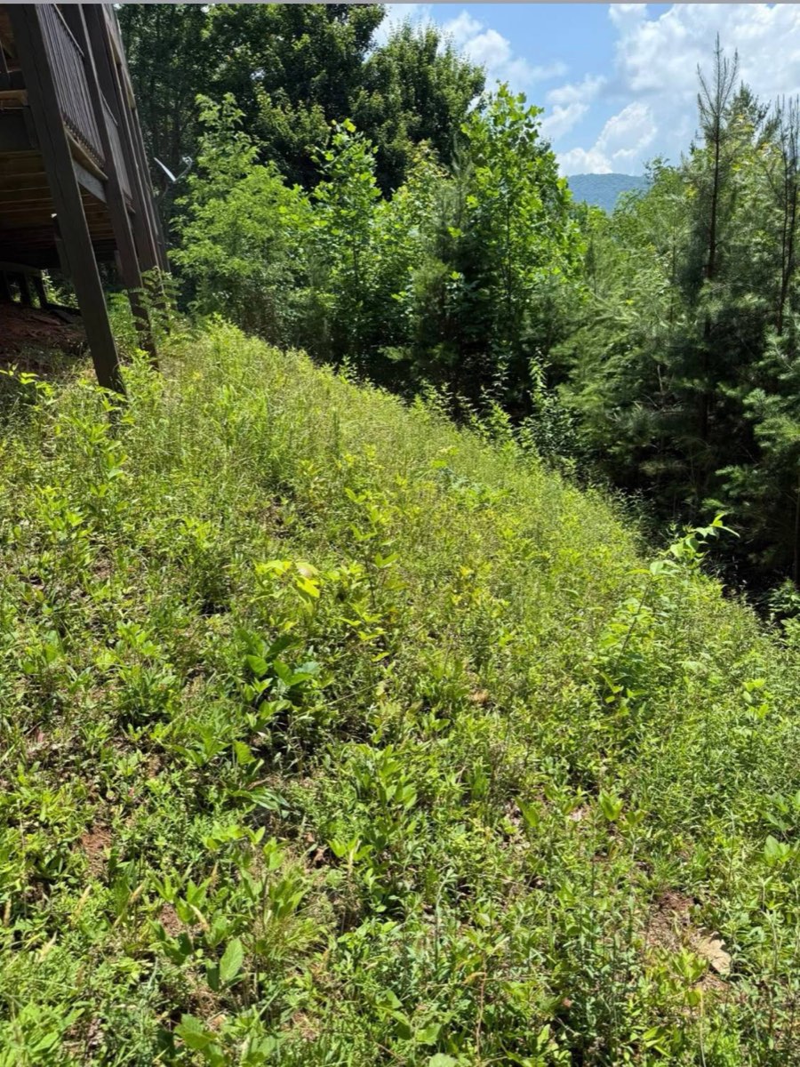 Before: weedy, overgrown slope under the deck